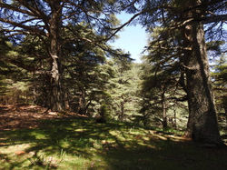 istockphoto-1164669477-612x612