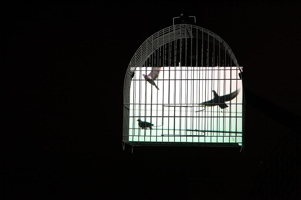 Exposição "A Imagem Não Serve", de Eder Santos, chega a Curitiba no dia 10 de fevereiro