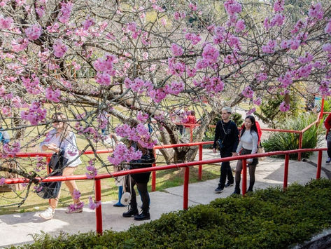 Temporada de inverno: Campos do Jordão se prepara para a “55ª Festa da Cerejeira em Flor"