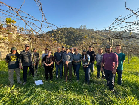 Programa fortalece viticultura de Colombo e resgata parreiras centenárias