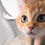 Miniaturbild: Katze
