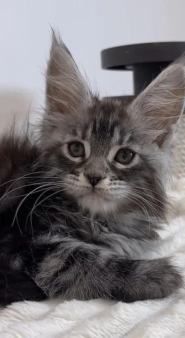 Kittens for Sale New Hampshire, Concord