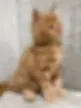 kittens for sale Arkansas