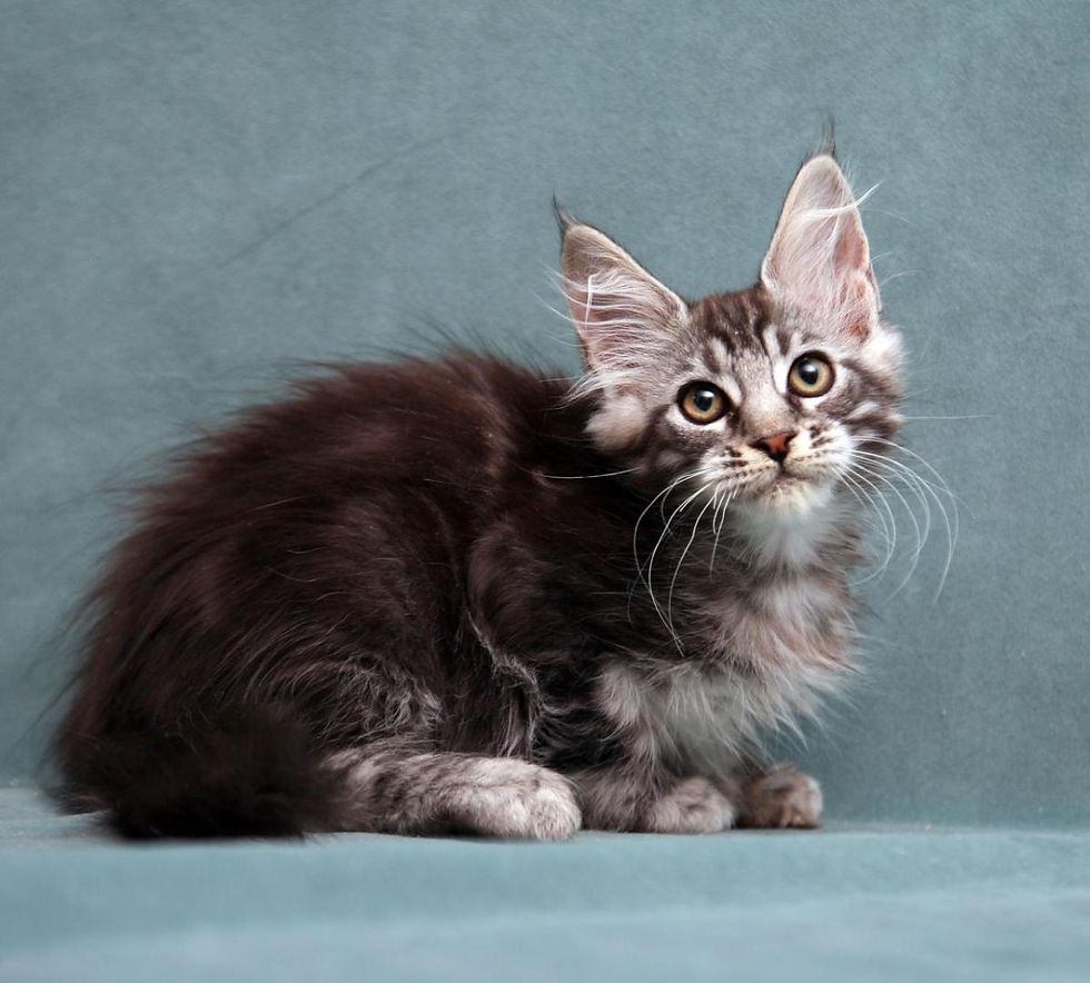 maine coon cats for sale maine coon kittens for sale near me usa delivery nationwide
