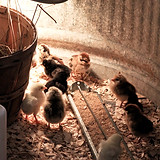 Grandma's Pumpkin Patch 10.16.11 (102 of