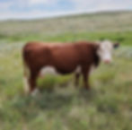 7C MISS DOM ATOK 848