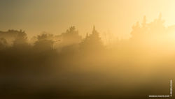 Sunrise_Trees_Silhouette_Photograph_©_Denesa_Chan_Photographer-0674