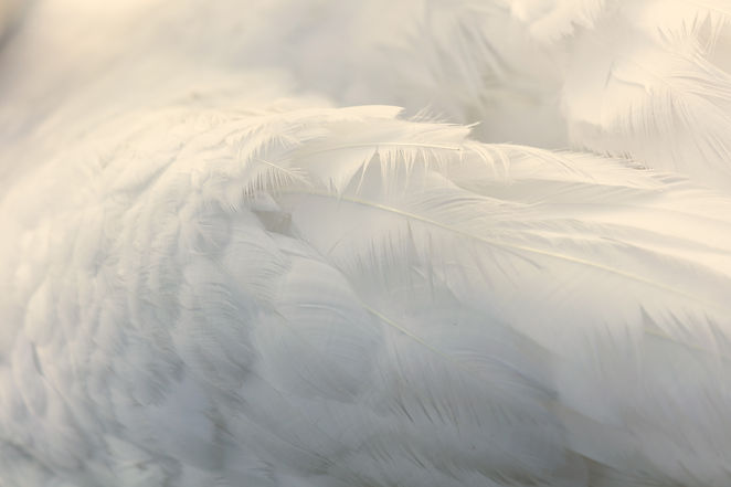 Feather Wing Image by N Warm White.jpg