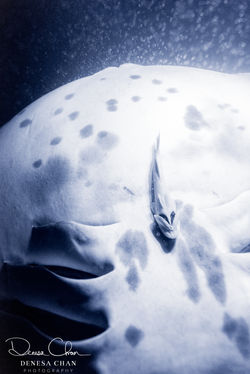 Manta_Ray_Hawaii_Big_Island_Kona_Night_©_Denesa_Chan_Photography-5660