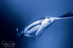 Manta_Ray_Hawaii_Big_Island_Kona_Night_©_Denesa_Chan_Photography-5318