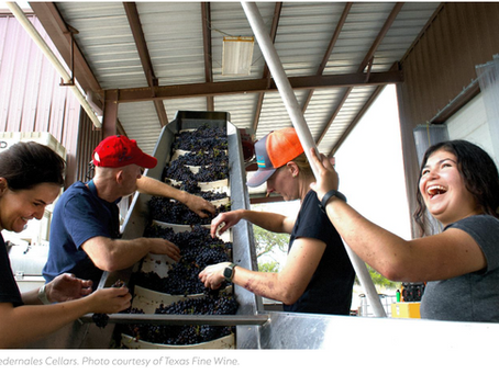 How Viticulture Programs Drive Success for Emerging Wine Regions