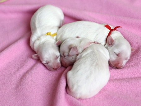 Our Cookie is father for a second time!