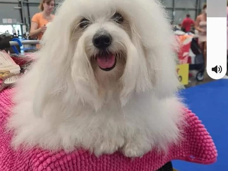 Minnie at international show Brno