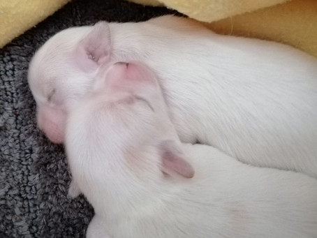 On 01 April 2021 Cookie became a proud papa!