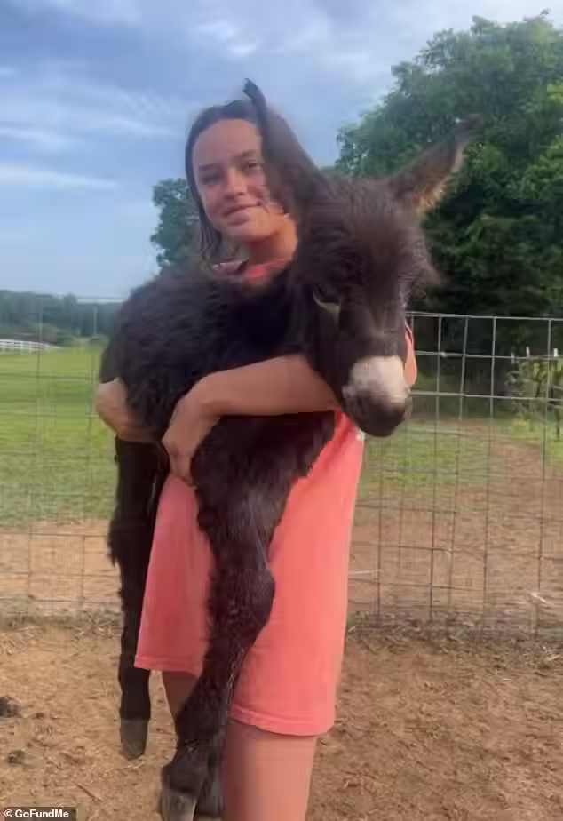 110958951-16093781-HeeHaw_s_owner_Hannah_Israel_shared_the_tragedy_on_Facebook_At_1-a-10_1