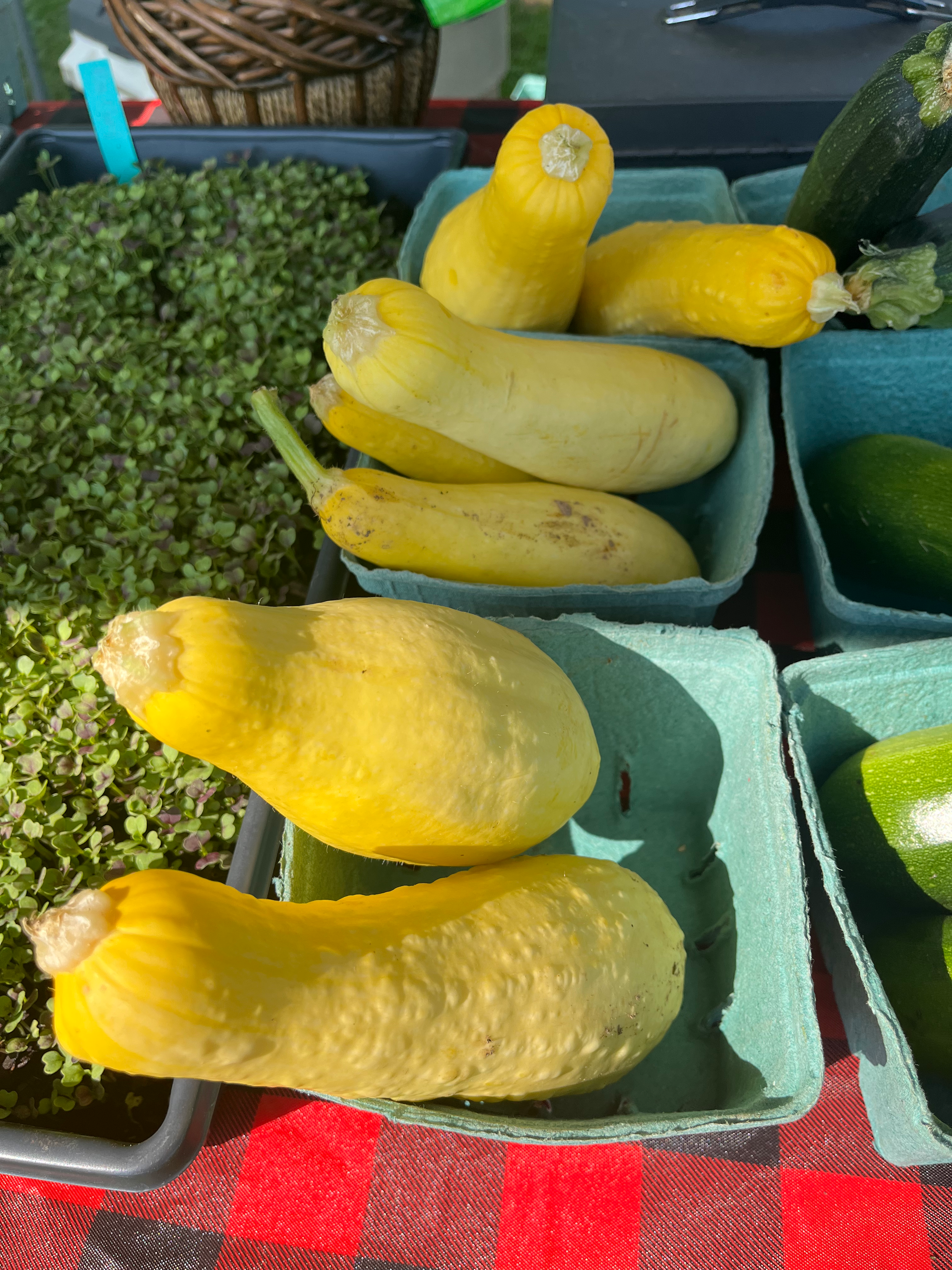 Yellow squash