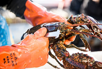 Measuring Carapace_4.jpg