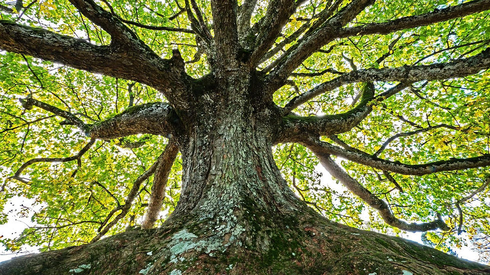 The Significance of Tu Bishvat