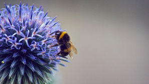 Complete Ban on Bee Killing Pesticides Moves Forward