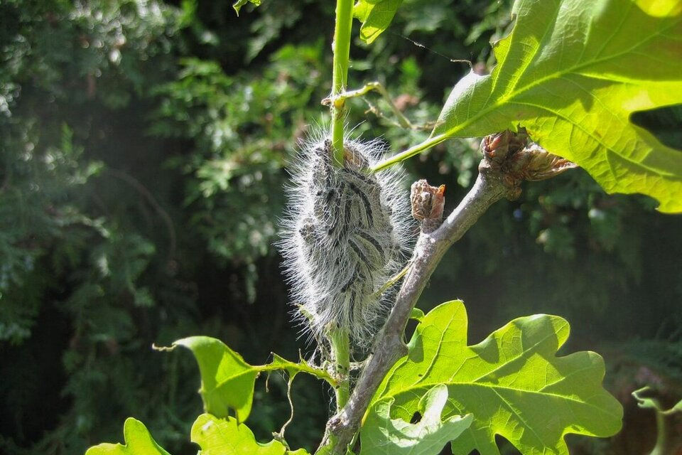 Oak Processionary Moth Warning Ahead of Peak Season