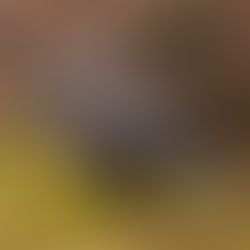 Iconic Golden Eagles to Make Comeback in England