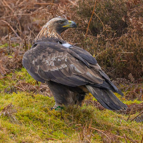 Iconic Golden Eagles to Make Comeback in England