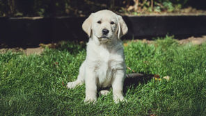 Help Train Lifesaving Dogs — Support Medical Detection Dogs Today