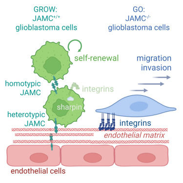 Highlight: Junctional adhesion molecule C limits glioblastoma stem-like cell invasion by regulating integrin adhesion at the endothelial interface