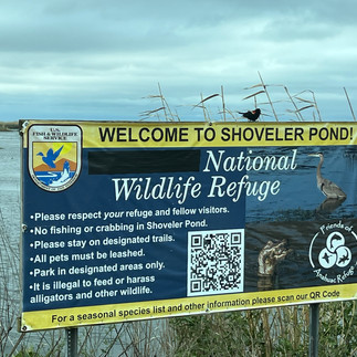 Wildlife Refuge Auto Loop Sign in dark blue with yellow border that shares information to know about traveling the loop and observing wildlife which includes a QR code to view more information. A red winged blackbird sits on top of the sign. The marsh is in the background under an overcast sky.