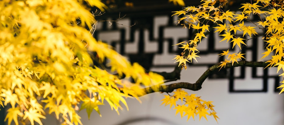 How to Grow Ginkgo Biloba Trees From Seed!