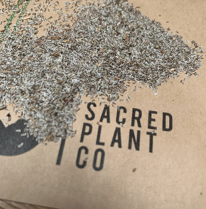 How to Grow White Yarrow From Seeds!