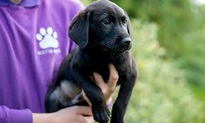 Ideal Fundraising Partners With Zen Fundraising