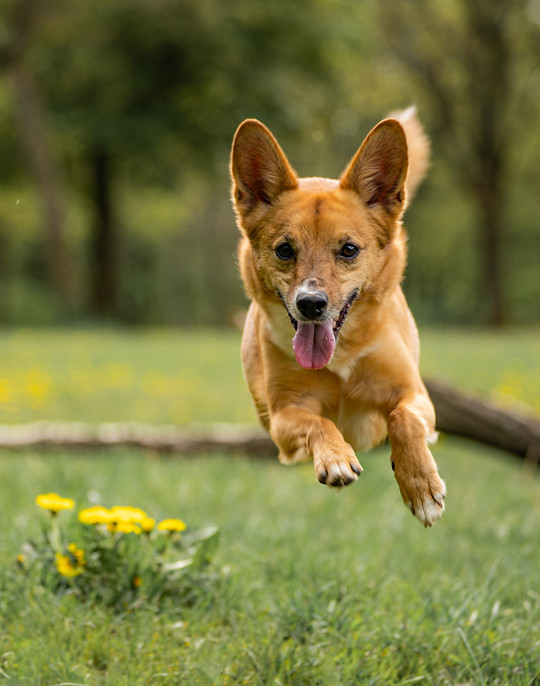 Hundefoto_Fitch_02.JPG