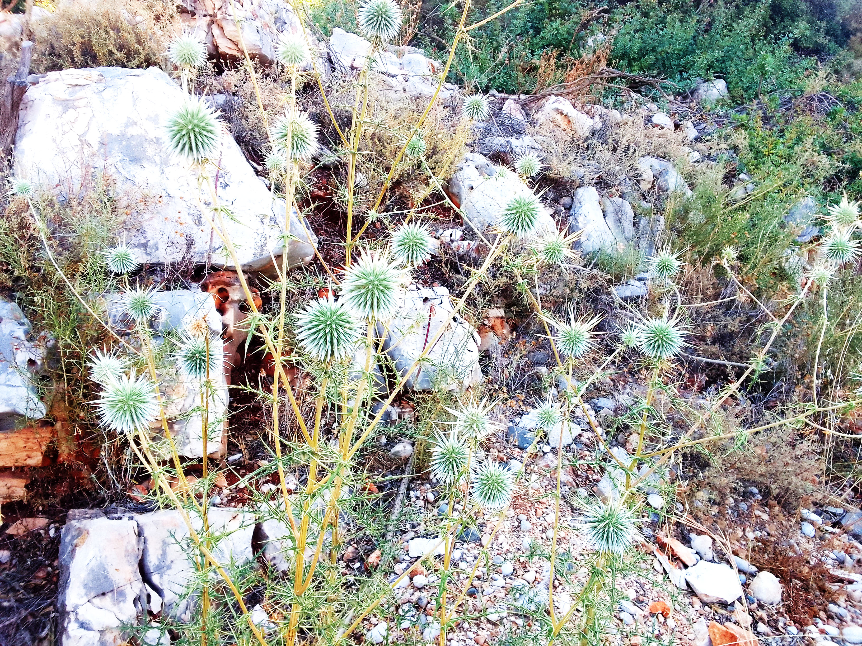 Writer: Greening Malta