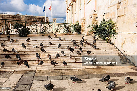 istockphoto-2217011039-1024x1024 - birfds.jpg