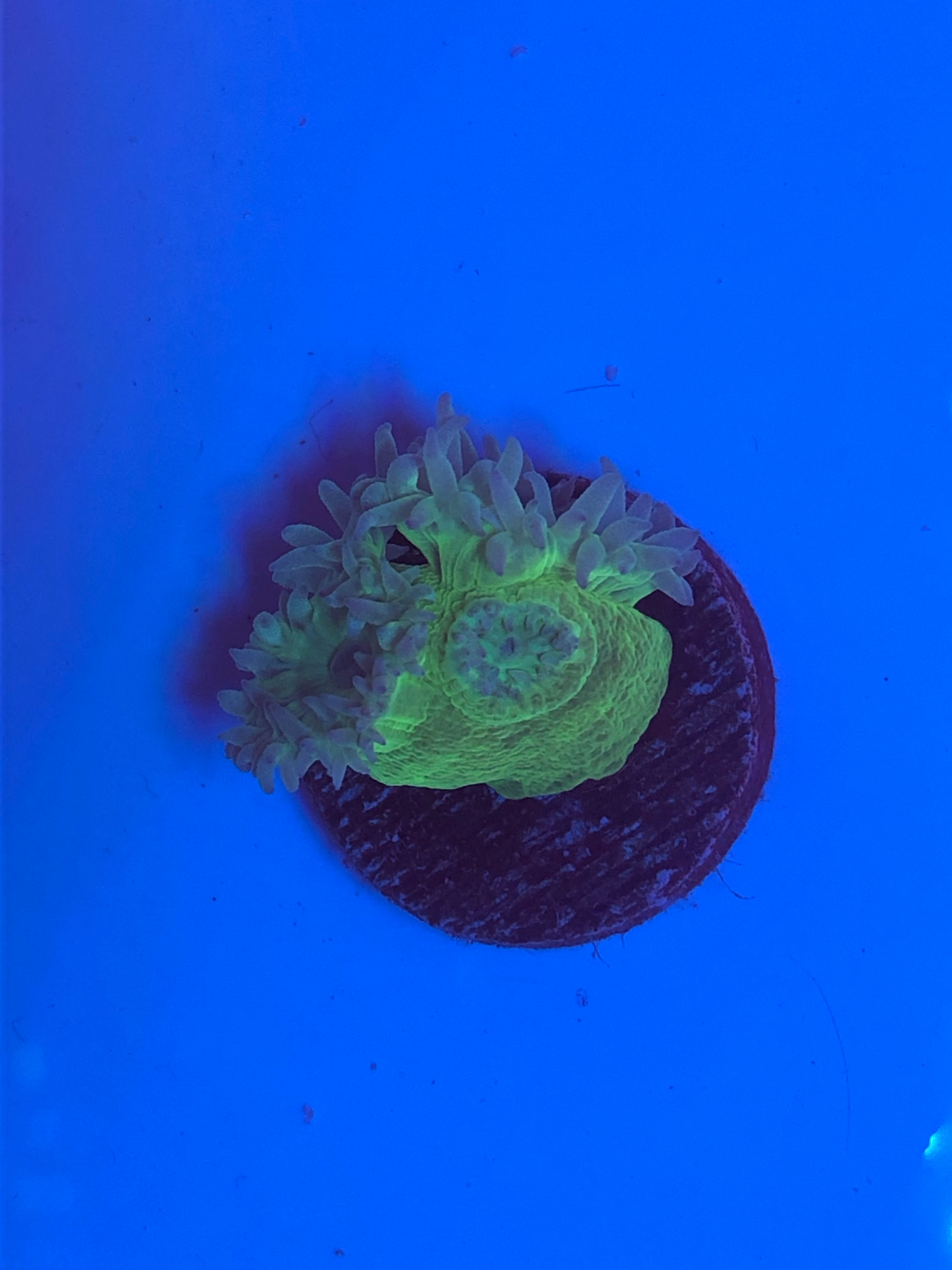 Triple Head Duncanopsammia Axifuga - WYSIWYG