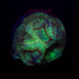 Goniastrea sp.- WYSIWYG