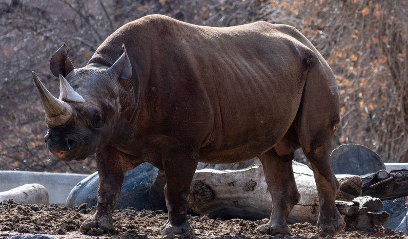 A Black rhinoceros stands on a hill after eating some hay. 