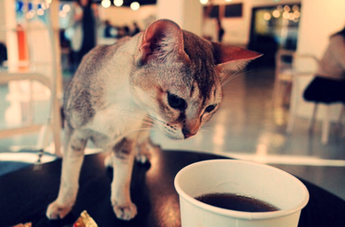 Kedi Sever Cafe
