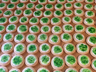 Cupcakes and sugar cookies