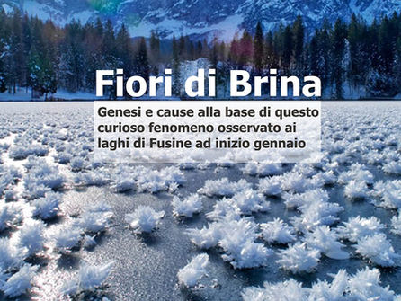 Distesa di Fiori Ghiacciati Sul Lago a Fusine, di cosa si tratta ?