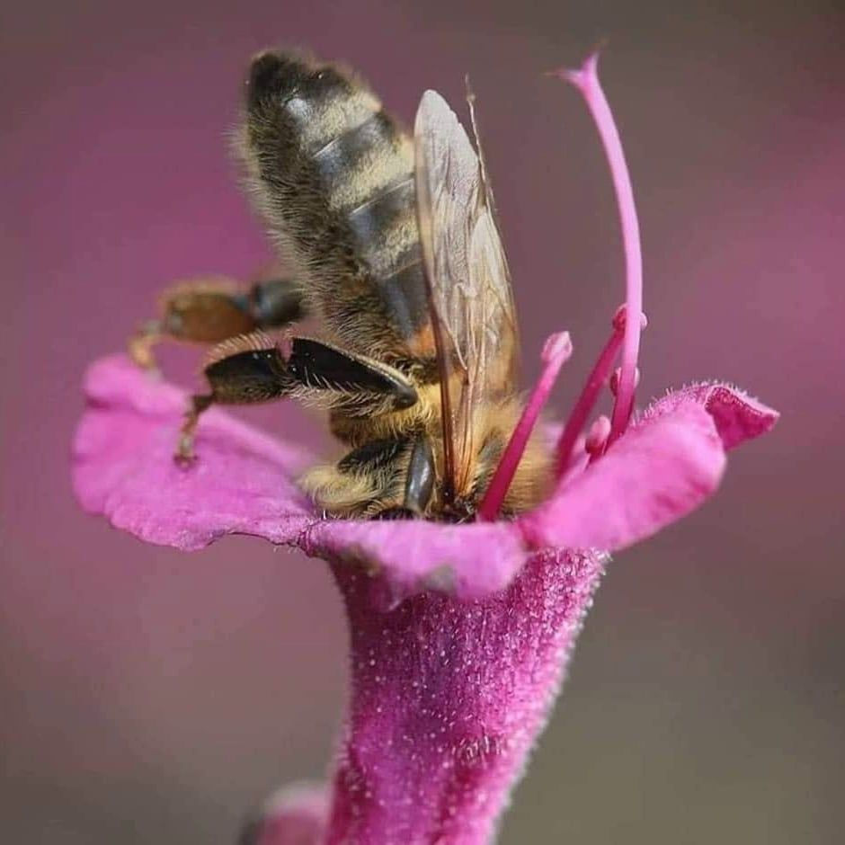 Mercredi 6 mai 19h-22h - Les ateliers de Linh Thanh HO, constellations en ligne