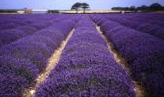 norfolk lavender.jpeg