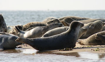 sealtripsseals500px.jpeg