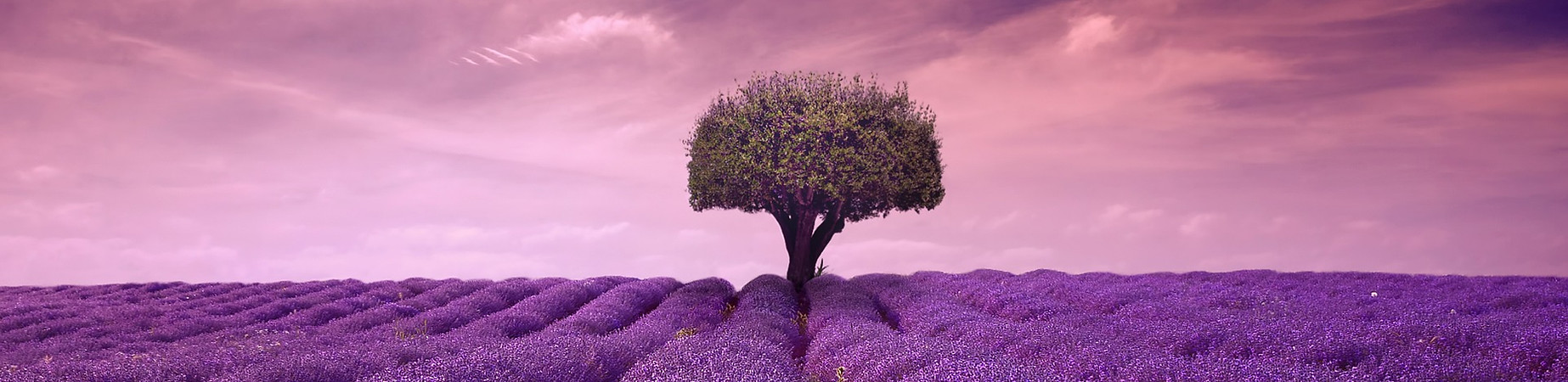 lavendel Baum