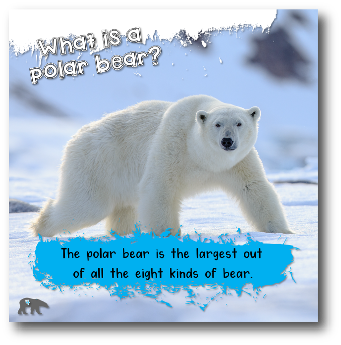 Thumbnail: Polar Bears