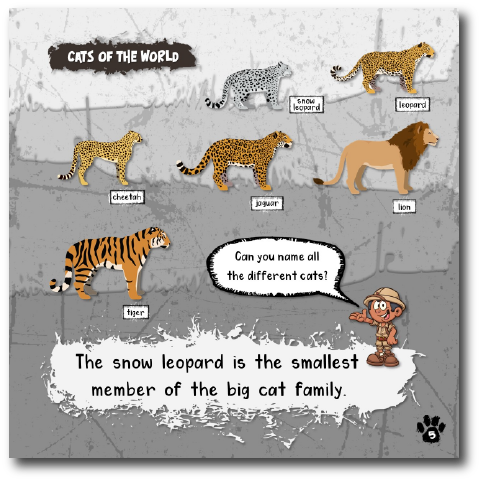Thumbnail: Snow Leopards