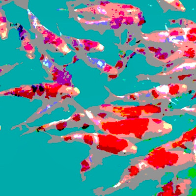 Poissons rouges 2 - 90x90 - 90 €