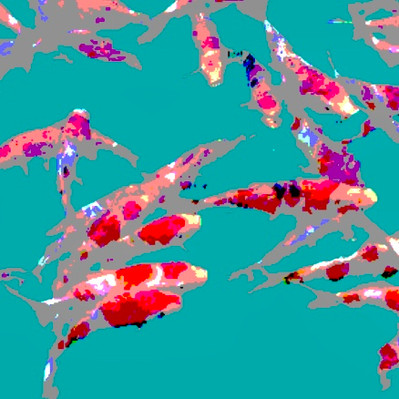 Poissons rouges 1- 90x90 - 90 €