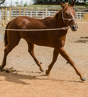 Untitled design (2).png